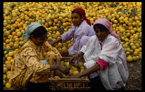 Egypt, Nile Delta, Qanatir, Three female orange pickers.