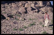 PAKISTAN, Northern Areas, Skardu, Goatherd using hockey stick as a crook in barren rocky area with small flock.