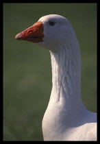AGRICULTURE, Livestock, Poultry, Portrait of white goose with orange beak.