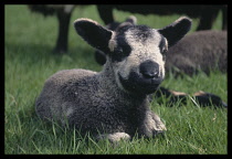 AGRICULTURE, Livestock, Sheep, Mixed breed lamb a few days old lying outside in grass.