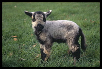 AGRICULTURE, Livestock, Sheep, Mixed breed lamb two days old standing outside in grass with black and grey coloured fleece.