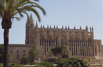 Spain, Balearic Islands, Majorca, Palma de Mallorca, La Seu Gothic Roman Catholic Cathedral of Santa Maria with palm tree in the foreground.