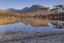 Ireland, County Galway, Connemara, Reeds in Derryclare Lough with Pine Island and the Twelve Bens mountain range in the background.