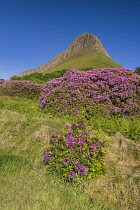 Ireland, County Sligo, Gortarowey, Ben Bulben mountain with rhododendrons in the foreground.