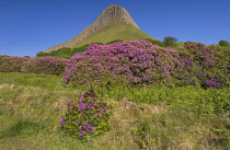 Ireland, County Sligo, Gortarowey, Ben Bulben mountain with rhododendrons in the foreground.