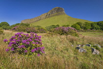 Ireland, County Sligo, Gortarowey, Ben Bulben mountain with rhododendrons in the foreground.