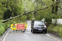 England, Kent, Fallen Tree blocking country road with road closed sign to warn motorists.