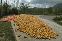 Vietnam, Lào Cai Province, close to Sa Pa, Sweet corn being dried by the sun.