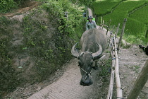 Vietnam , Lào Cai Province, close to Sa Pa, Ox and its owner coming up a tight path with rice terrace behind.