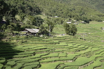 Vietnam, Lào Cai Province, close to Sa Pa, Rice paddy terrace.
