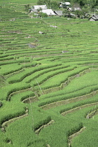 Vietnam, Lào Cai Province, close to Sa Pa, Rice paddy terrace.