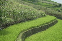 Vietnam, Lào Cai Province, close to Sa Pa, Rice paddy terrace.