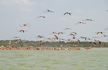 Colombia, The Guajira, Flamenco Sanctuary, Flamingos.