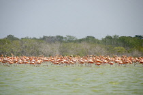 Colombia, The Guajira, Flamenco Sanctuary, Flamingos.