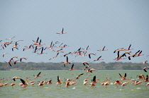 Colombia, The Guajira, Flamenco Sanctuary, Flamingos.