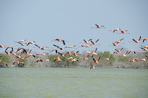 Colombia, The Guajira, Flamenco Sanctuary, Flamingos.