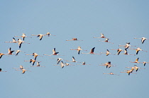 Colombia, The Guajira, Flamenco Sanctuary, Flamingos.