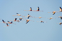 Colombia, The Guajira, Flamenco Sanctuary, Flamingos.