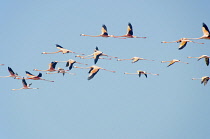 Colombia, The Guajira, Flamenco Sanctuary, Flamingos.