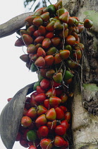 Colombia, Piraparana, Peach palm/chontaduro fruit.