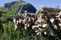 Norway, Lufoten islands, Cod being dried close to the village of Å.