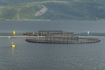 Norway, western Norway, Salmon farm.