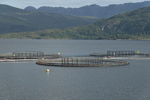 Norway, western Norway, Salmon farm.