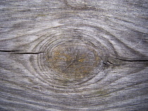 Backgrounds, Wood, Section cut through timber showing rings and growth pattern.