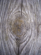 Backgrounds, Wood, Section cut through timber showing rings and growth pattern.