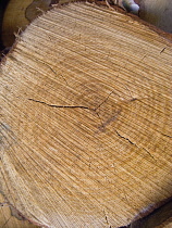 Backgrounds, Wood, Section cut through timber showing rings and growth pattern.