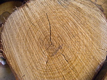 Backgrounds, Wood, Section cut through timber showing rings and growth pattern.