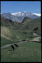 Afghanistan, Bamiyan Province, Yakawlang District, Horses in valley with snow capped mountain peaks beyond.