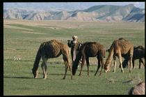 Afghanistan, General, Grazing camels.