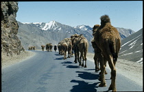 Afghanistan, Khyber Pass, Camel train.