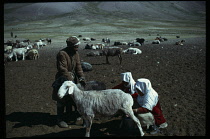 Afghanistan, Kirghiz, Women dressed in red and white milking goats.