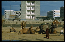 Afghanistan, Kabul, Men with camels in front of multi storey buildings.