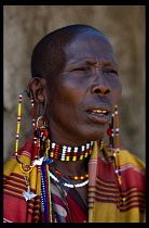 KENYA, People, Body Decoration, Masai woman wearing multiple beaded earrings through stretched ear lobes and bead necklace and choker.