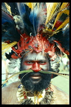 PAPUA NEW GUINEA, Mount Hagen, Warrior wearing birds of paradise feather head dress and red face paint with feathers peirced through his nasal septum at the Cultural Show.