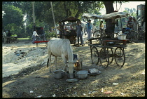 India, Delhi, Cow in the street drinking from a pot on the outskirts of town.