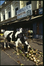 India, General, Holy cow eating discarded coconut shells outside the Good Luck sweet shop.