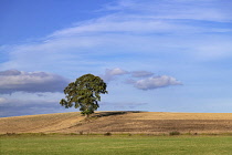 Ireland, County Carlow, the so called Lonely Carlow Tree sitting on a hillside outside the town.