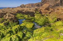 Ireland, County Waterford, Kilfarrasy Beach with stones covered in green algae and seaweed.