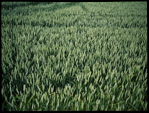 AGRICULTURE, Arable, Wheat, Field of wheat in June.