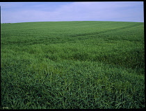 AGRICULTURE, Arable, Barley, Field of young barley.