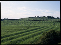 ENGLAND, Leicestershire, Slawston, Evening sun highlighting Medieval field pattern with grazing sheep.