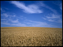 FARMING, , Wheat, Ripe field of wheat beneath blue sky.