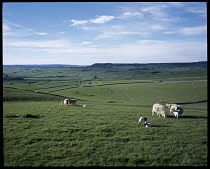 AGRICULTURE, , Sheep, Ewes and lambs grazing in hillside pastures .