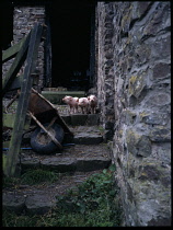 AGRICULTURE, Livestock, Pigs, Three piglets on stone steps of outbuilding beside wheelbarrow tipped onto its side.