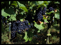 GERMANY, South West, Agriculture, Black grapes on vine.