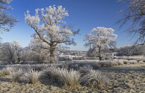 Ireland, County Sligo, Markree Castle grounds near Collooney, trees and grass covered in snow and hoar frost in mid winter.